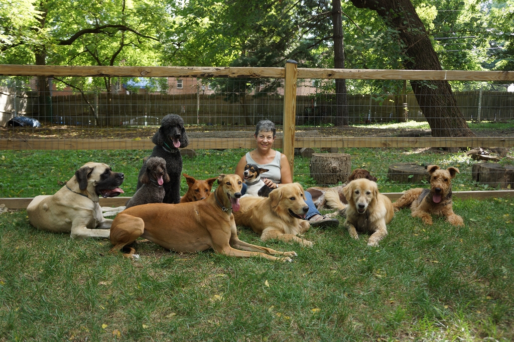 Elice with multiple dogs in the yard