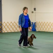 Elice with poodle in indoor obedience training