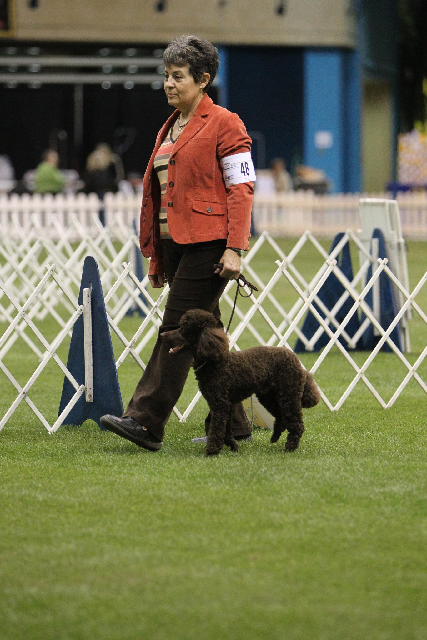 Elice with poodle at show, facing judges