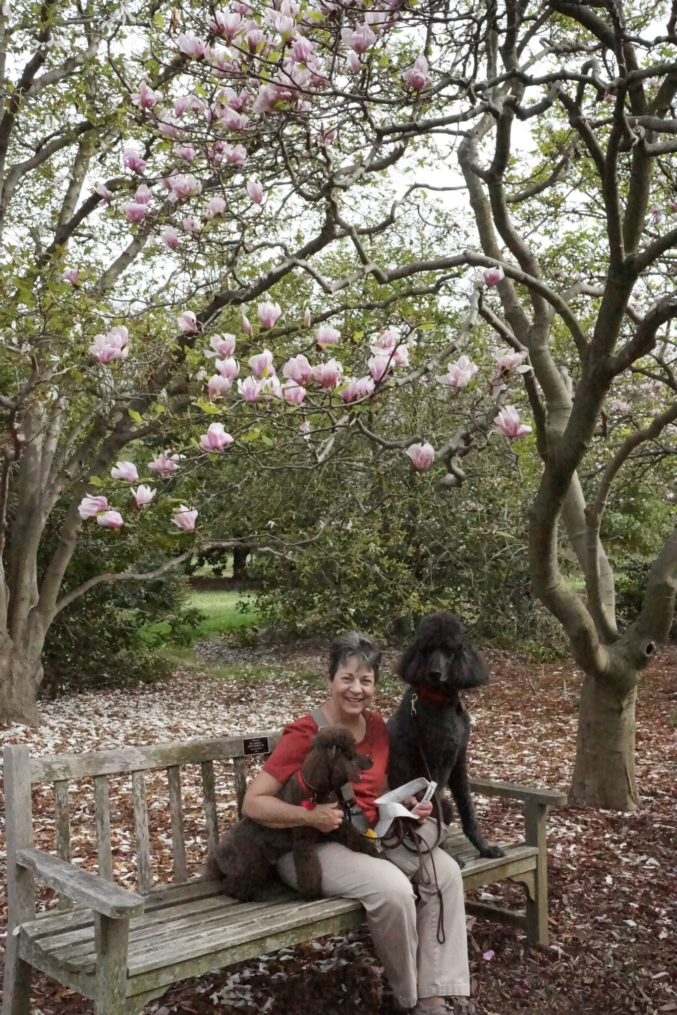 Elice with two poodles under the magnolia