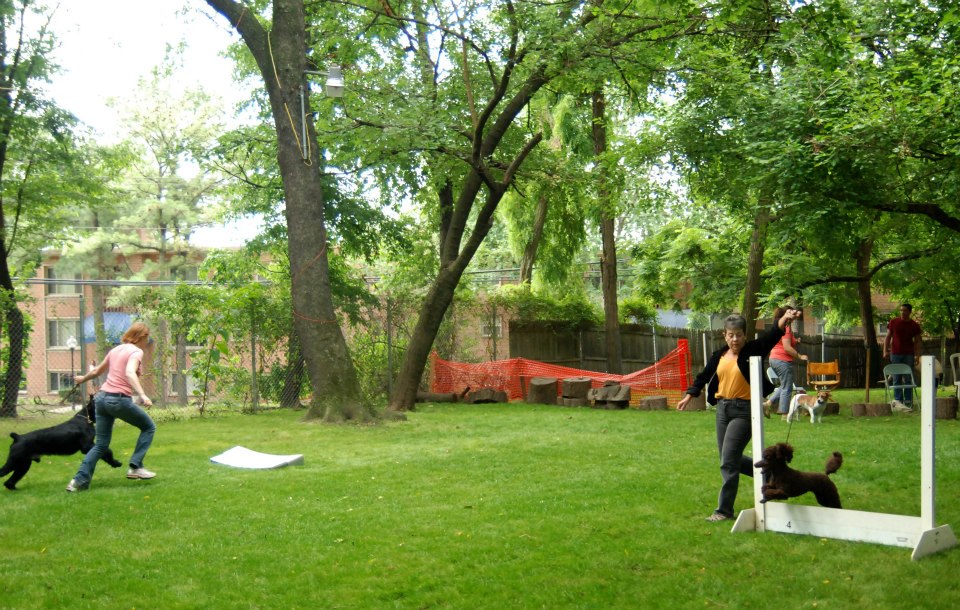 Group gathering with multiple dogs