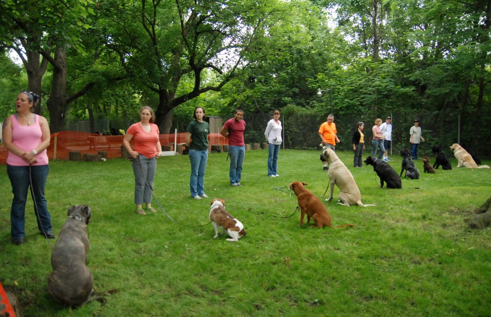 Large dog event in the park
