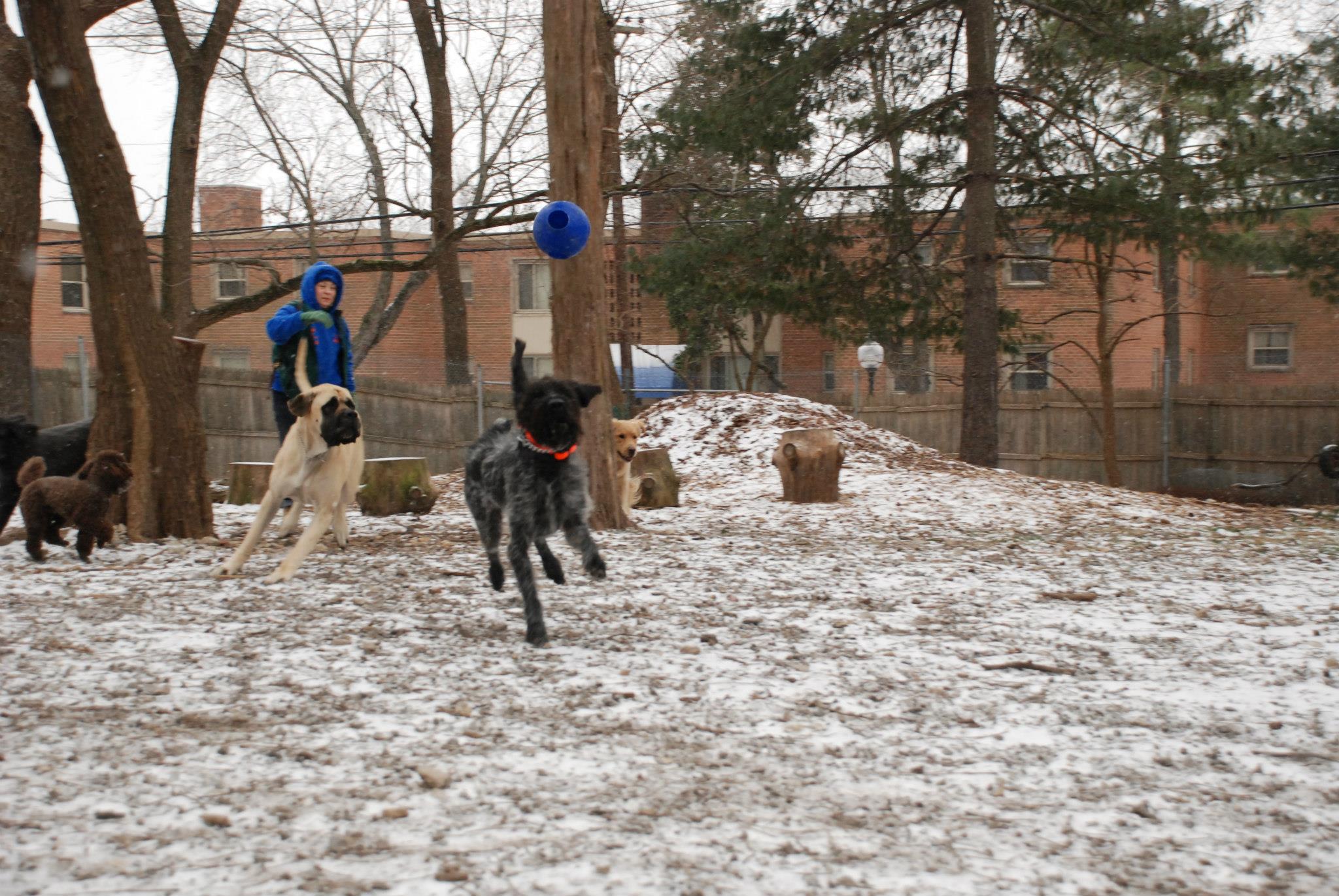 Playing fetch in the winter