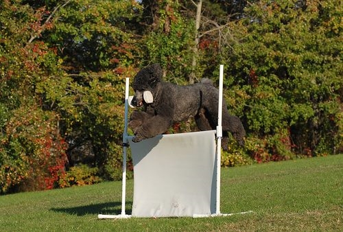 Poodle clearing an agility jump