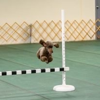 Poodle in agility training