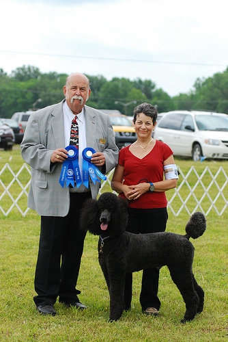 Poodle championship with handlers