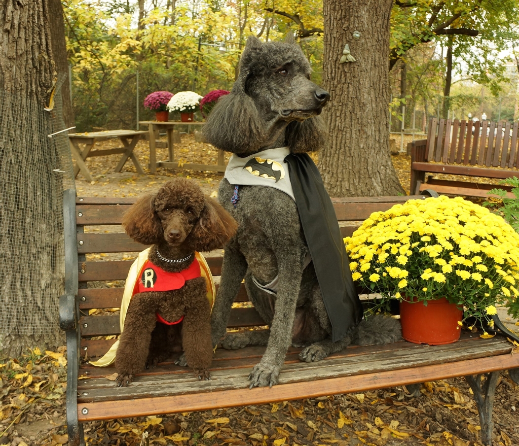 Two poodles on bench at an outdoor show