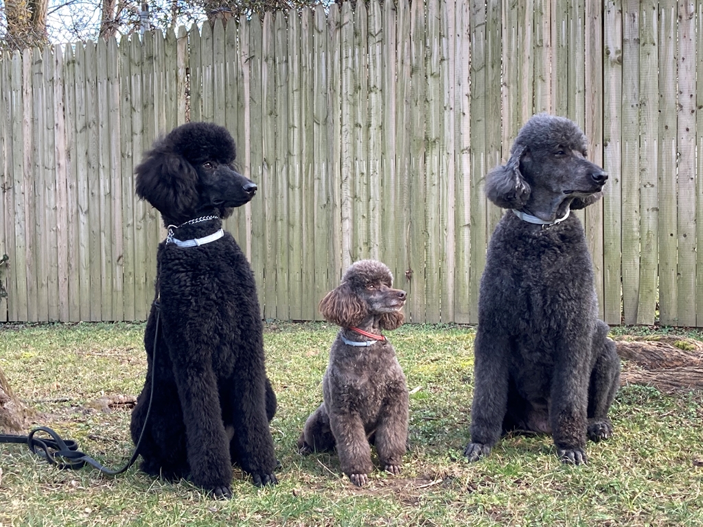 Three poodles in the yard
