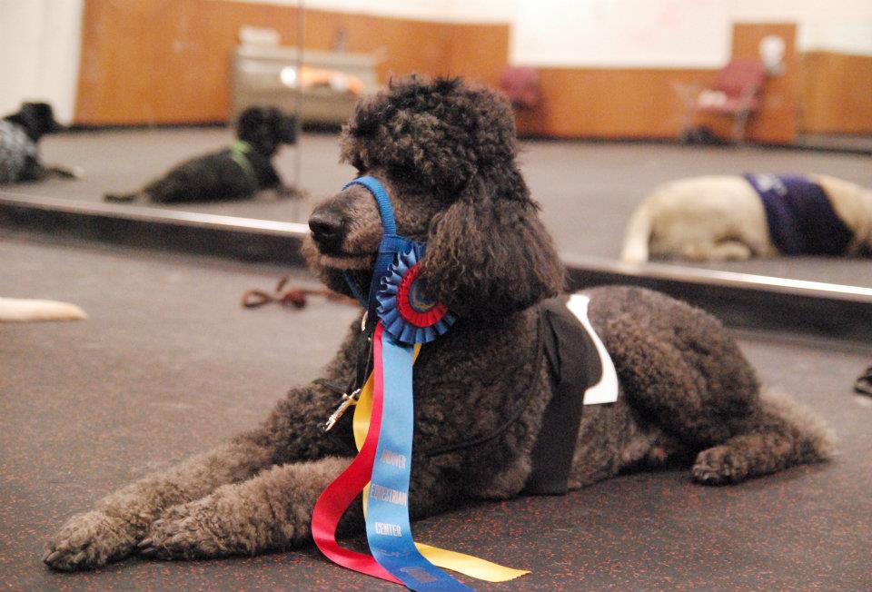 Elice in a Santa hat at a holiday gathering